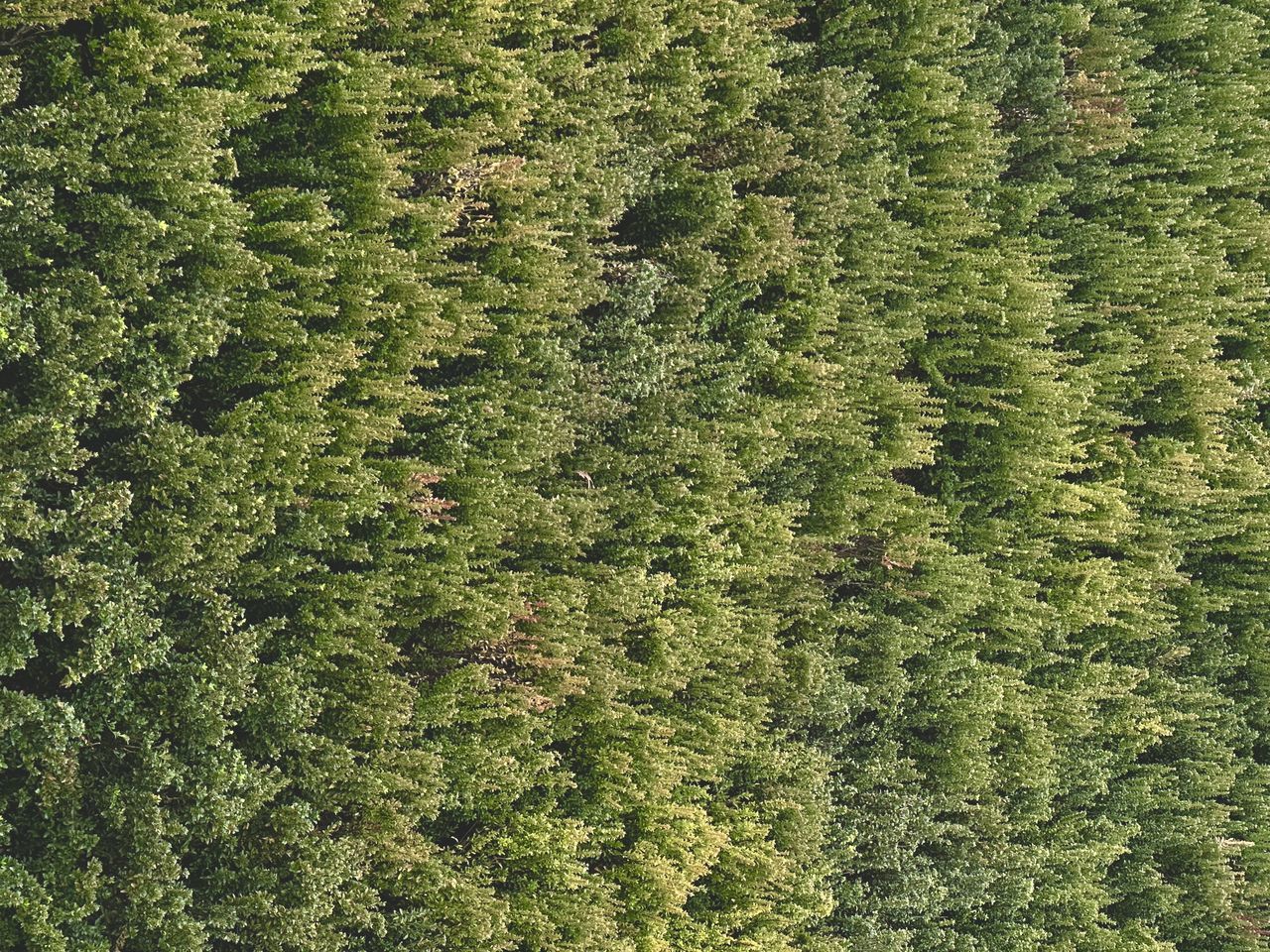 green, plant, full frame, backgrounds, growth, no people, tree, nature, beauty in nature, high angle view, day, forest, shrub, leaf, land, foliage, lush foliage, pattern, outdoors, tranquility, vegetation, grass, field, textured, flower