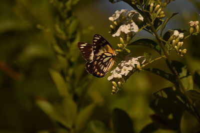 Close-up of butterfly pollinating on flower