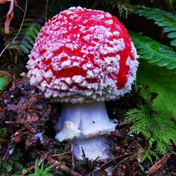 fungus