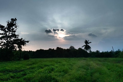Scenic view of grassy field against sky