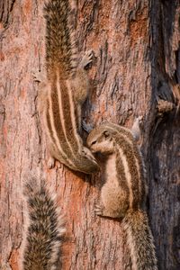 Close-up of tree trunk