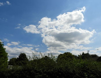 Low angle view of trees against sky