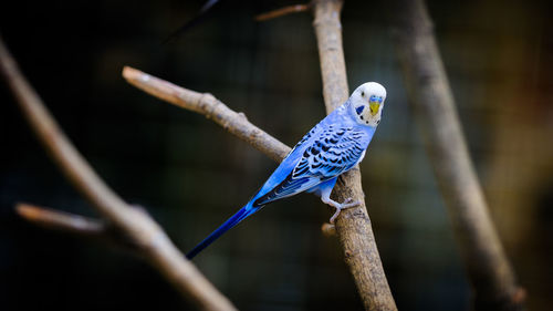 Close-up of parrot perching on branch