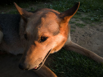 Animal body part, close up of dog head, domestic furry friend portrait