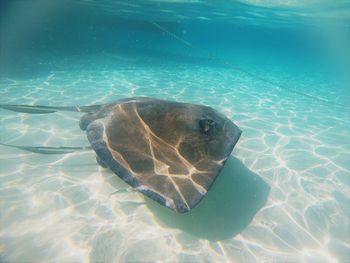 Fish swimming in sea