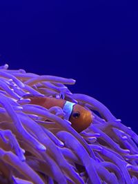 Close-up of fish swimming in sea