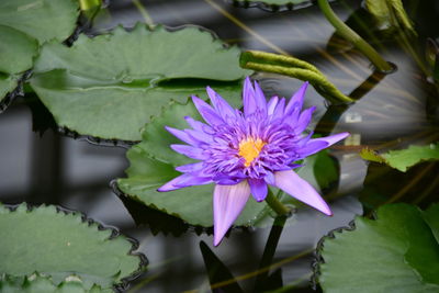 Close-up of lotus water lily in pond