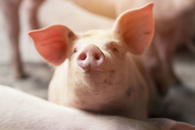 Close-up portrait of pigs nose 