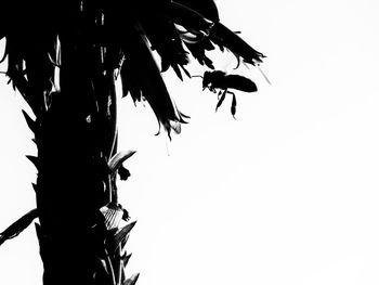 Low angle view of silhouette tree against clear sky