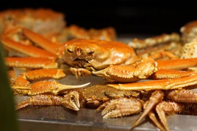 Close-up of crab in plate