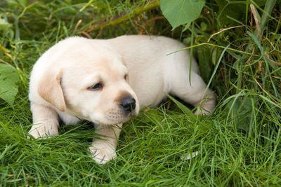 Close-up of puppy lying on grass