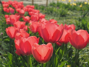 Close-up of red flowers on field