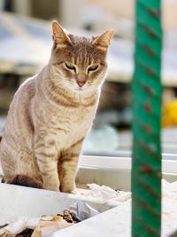 Close-up of cat sitting outdoors