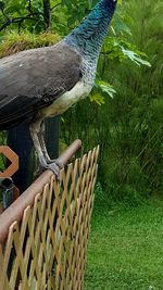 Close-up of bird perching on grass