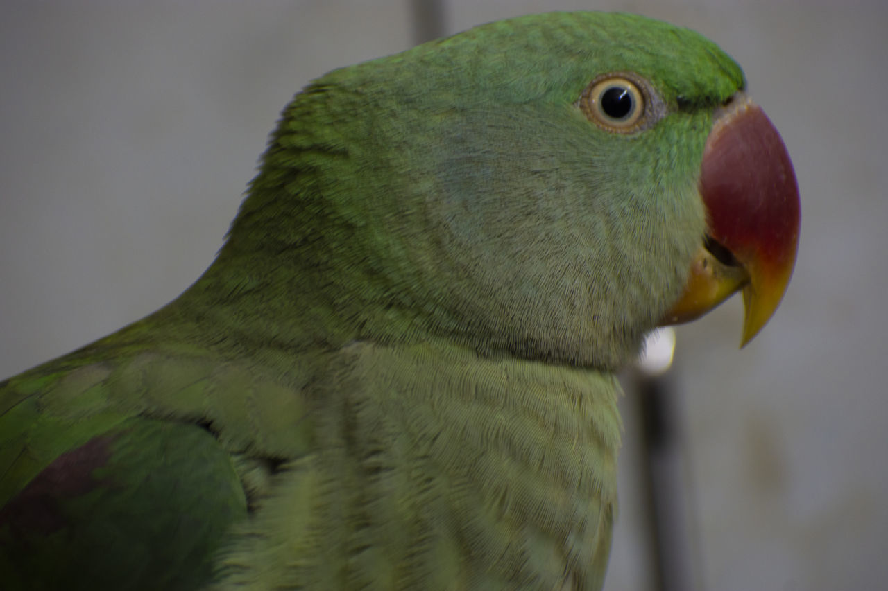 CLOSE-UP OF PARROT