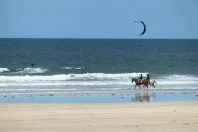 View of horses on beach riding by windsurfer 