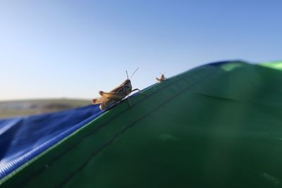 Close-up of butterfly on the sky