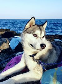 Close-up of dog by sea against clear sky