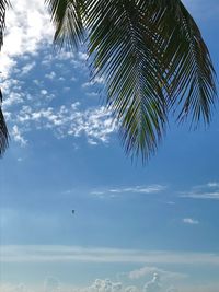 Low angle view of coconut palm tree against sky