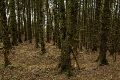 View of trees in forest