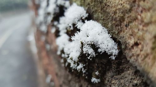 Close-up of snow on tree during winter