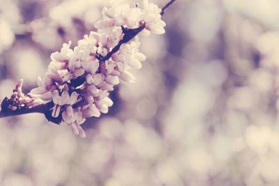 Close-up of pink flowers blooming on tree