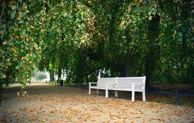 Empty bench in park during autumn