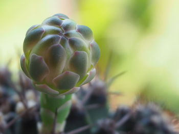 Close-up of succulent plant