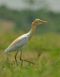 Close-up of a bird