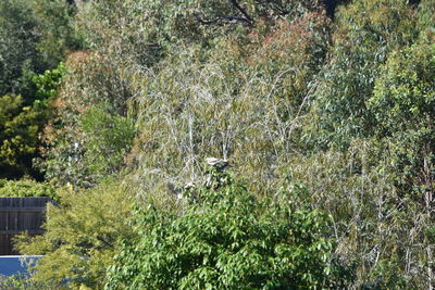 Plants growing on tree