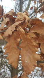 Close up of leaves