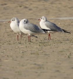 Three seagulls on beach