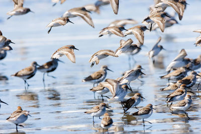 Flock of birds in a water