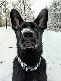 Portrait of a dog in snow