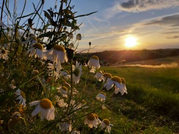 Close-up of flowering plants on field against sky during sunset