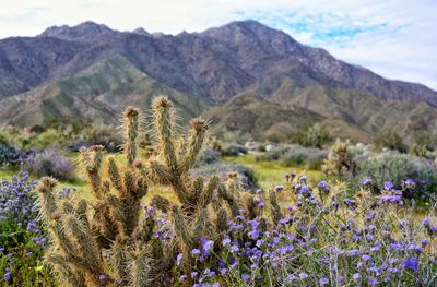 Purple flowering plants on field against mountains