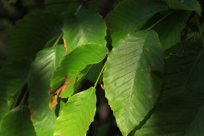 Close-up of fresh green leaves