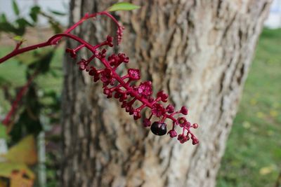 Close-up of red berries on tree