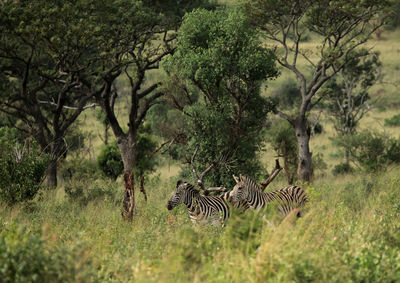 View of an animal on field