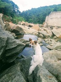 Close-up of dog on shore against sky