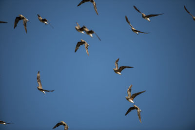 Low angle view of birds flying in clear blue sky