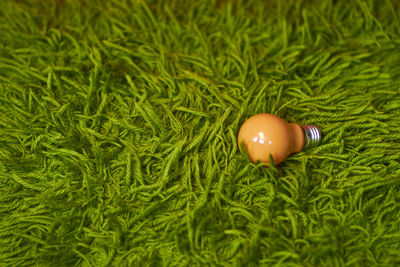 High angle view of electric bulb on green carpet