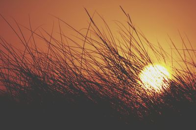 Close-up of silhouette plants against sky during sunset