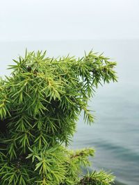 Close-up of pine tree by sea against sky