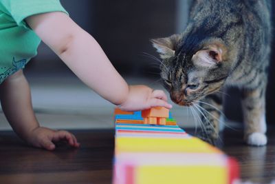 Full length of hand holding cat on table