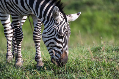 View of zebras on field
