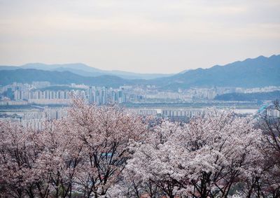 Scenic view of cherry blossom by mountains against sky