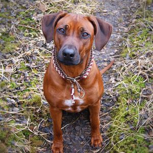 Portrait of dog standing in grass