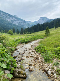 Scenic view of stream amidst plants against sky