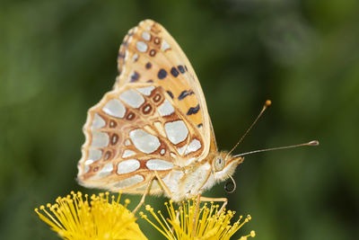 Close-up of butterfly pollinating on flower